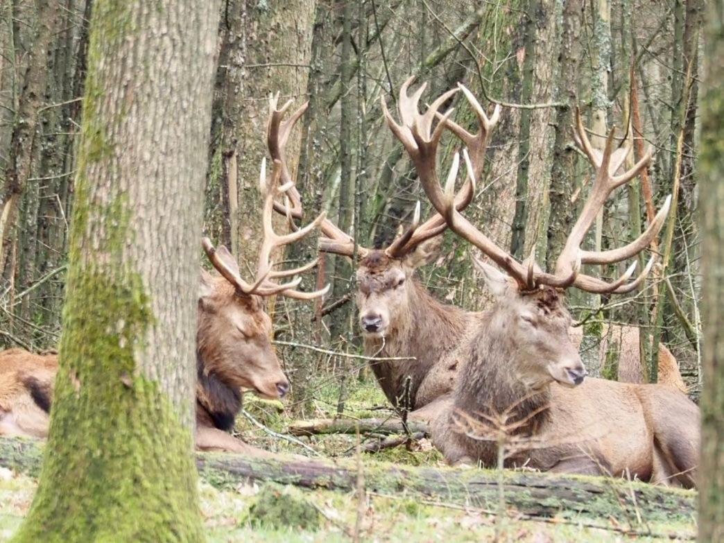 Royal Veluwe Putten Exterior foto